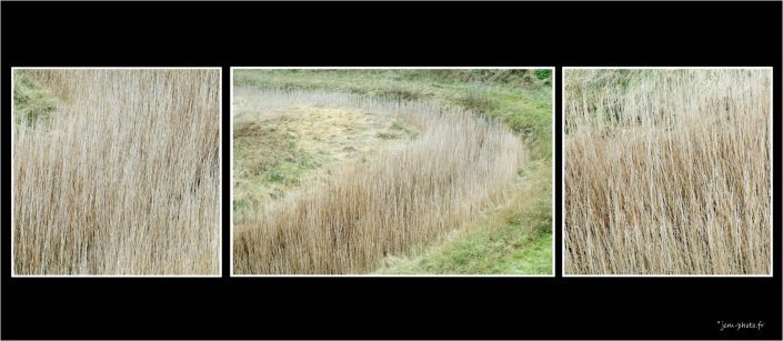 Herbes folles JeanClaudeM jcm-photo