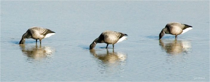 Becs dans l'eau JeanClaudeM jcm-photo