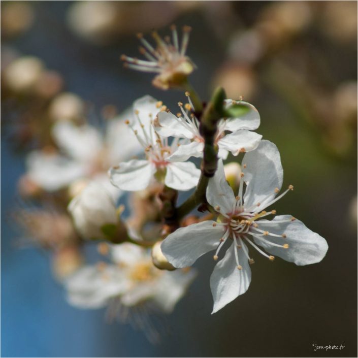 Printemps fleurs JeanClaudeM jcm-photo