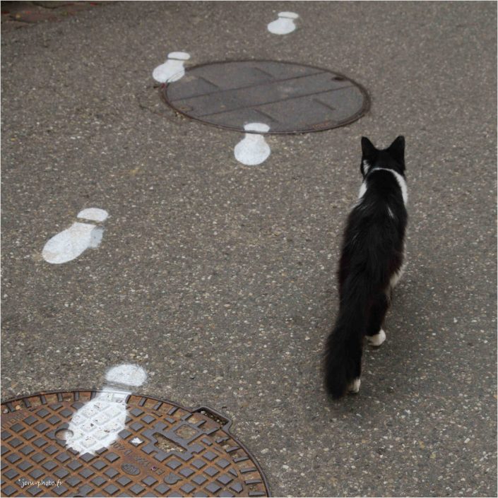 chat_jcm-photo_JeanClaudeM