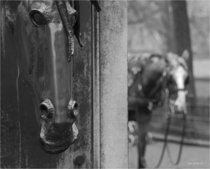 Frères jumeaux JeanClaudeM jcm-photo chevaux