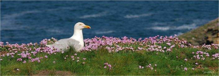 En Bretagne oiseau mer goeland JeanClaudeM jcm-photo