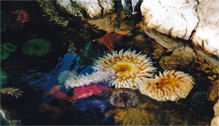 Anémones de mer JeanClaudeM jcm-photo