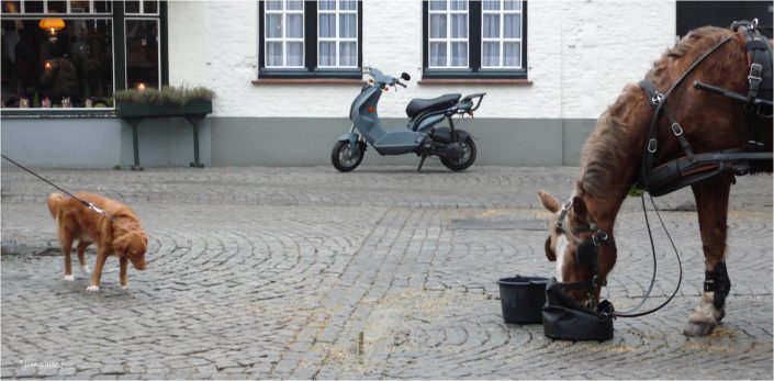 y'en a toujours que pour les gros_jcm-photo_JeanClaudeM_chien_cheval
