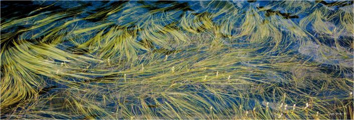 Ondulations JeanClaudeM jcm-photo rivière herbes