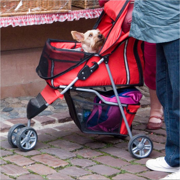 c'est bientôt qu'on rentre_jcm-photo_JeanClaudeM_chien